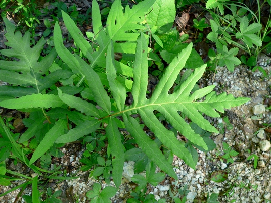 {Onoclea sensibilis}